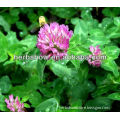 Factory Supply Red Clover Extract Isoflavone